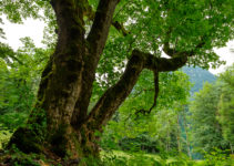 Im Wald fotografieren